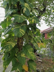 Epipremnum aureum