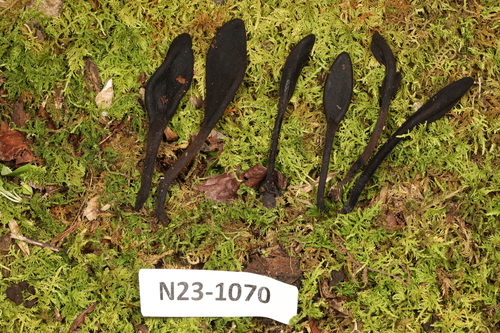 Geoglossum