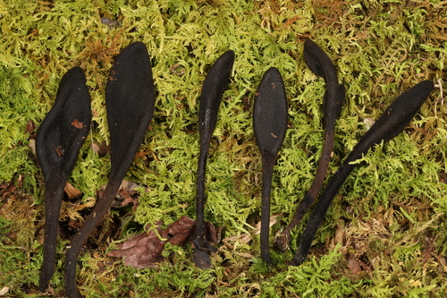 Geoglossum (Photo 2 of 2)