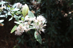Ageratina glabrata