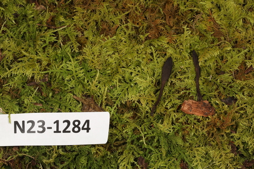 Geoglossum
