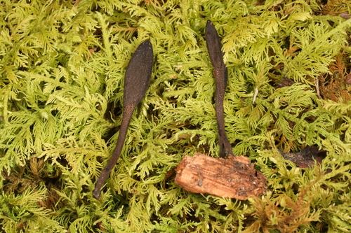Geoglossum (Photo 2 of 2)
