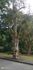 Lagerstroemia floribunda