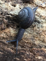 Helminthoglypta sanctaecrucis