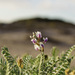 Punta Baja Milkvetch - Photo (c) James Connolly Davis, some rights reserved (CC BY-SA), uploaded by James Connolly Davis