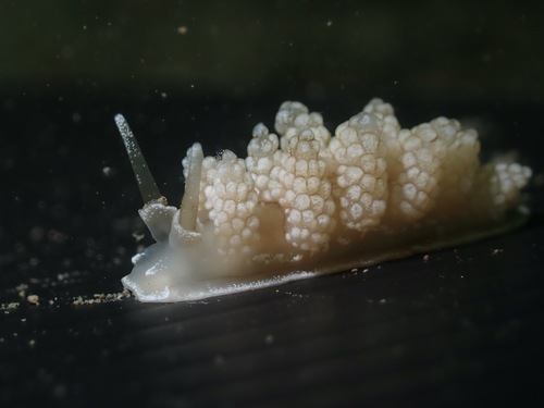 Doto fragilis