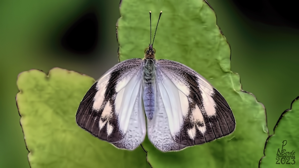 Yellow Orange Tip