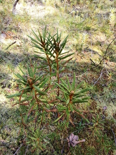 marsh Labrador tea