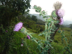 Cirsium mexicanum