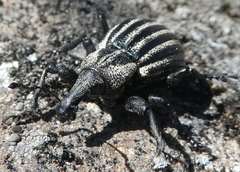 Lyperobius fallax
