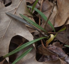 Puccinia mariae-wilsoniae