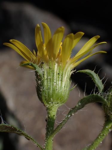 Image of Spokane False Goldenaster (Heterotheca hirsuta) by (c) Nolan Exe, some rights reserved (CC BY)