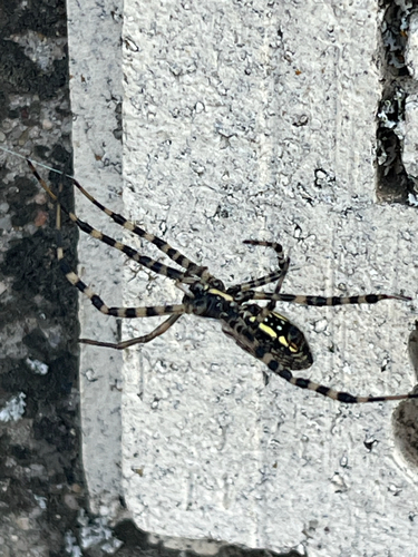 Banded Garden Spider