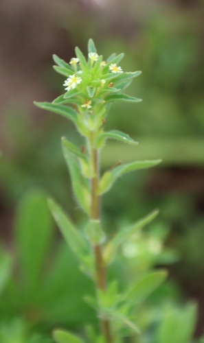 Image of Zaluzianskya parviflora by (c) Tony Rebelo, some rights reserved (CC BY-SA)