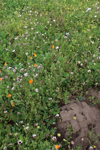 Image of Zaluzianskya parviflora by (c) Tony Rebelo, some rights reserved (CC BY-SA)