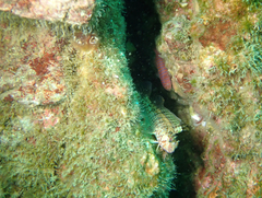 Alloclinus holderi