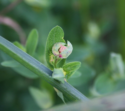 Dasineura serotina