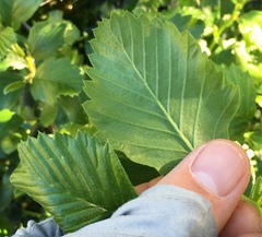 Cercocarpus betuloides blancheae