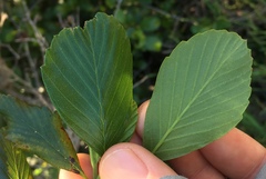 Cercocarpus betuloides blancheae