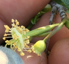 Cercocarpus betuloides blancheae