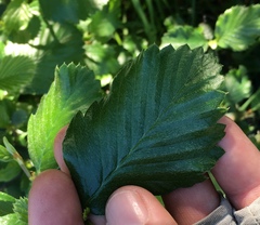Cercocarpus betuloides blancheae