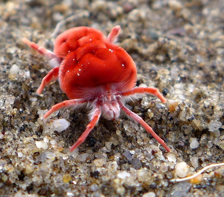 Giant Velvet Mites
