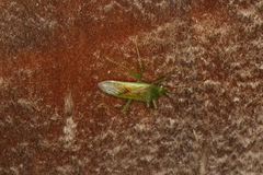Amblypelta nitida