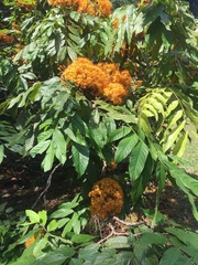 Saraca thaipingensis