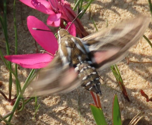 Striped Hawkmoth, Namakwa District Municipality, South Africa, photo 7 of 10