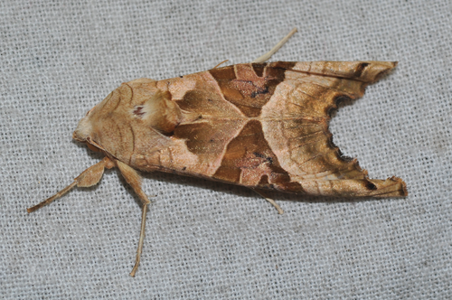 Phlogophora meticulosa