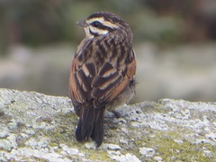 Emberiza capensis capensis
