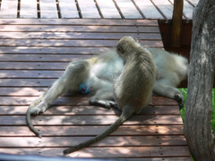 Chlorocebus cynosuros