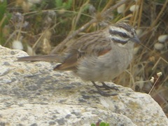 Emberiza capensis capensis