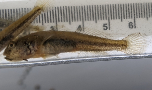 Schaduwgrondel (Quietula y-cauda) — Gobiidae — 4