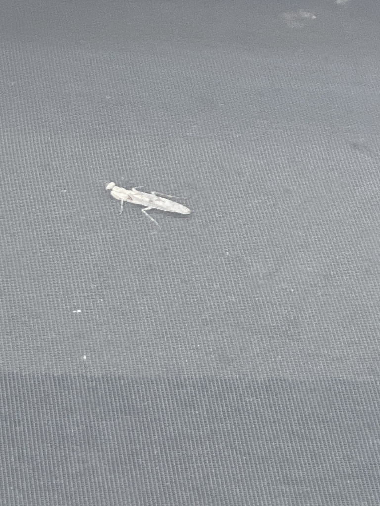 Grizzled Mantis from Serenity Cir, Naples, FL, US on September 8, 2023 ...