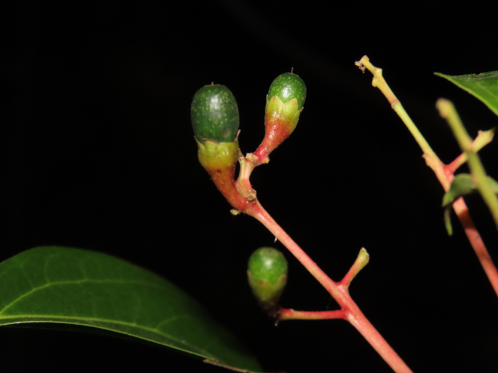 Aiouea montana from Riosucio, Caldas, Colombia on September 2, 2023 at