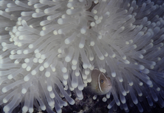Heteractis