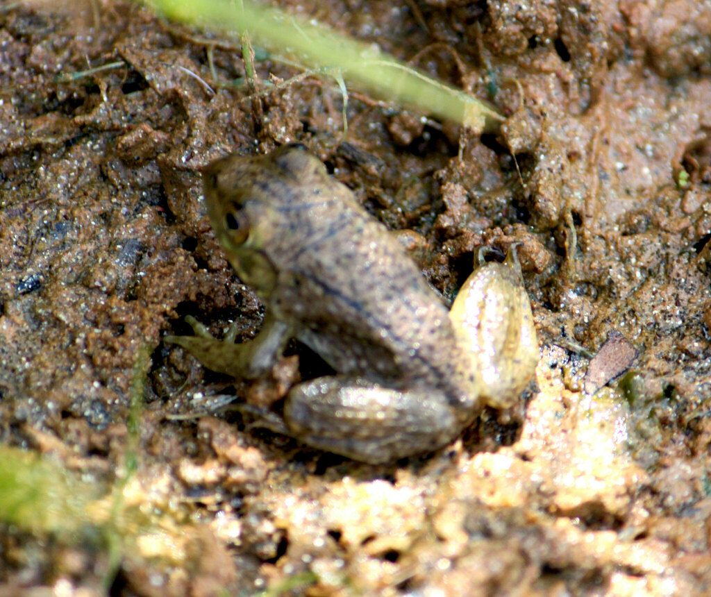 American Bullfrog from Lynchburg, VA, USA on September 7, 2023 at 02:11 ...