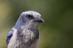 Florida Scrub Jay photo 5