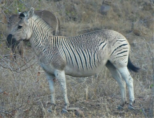 Plains Zebra, photo 4 of 10