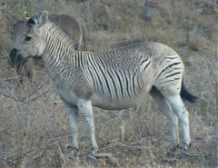 Plains Zebra photo 4