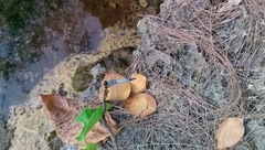 Brachydiplax