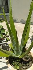 Aloe vera