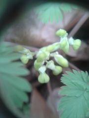 Dicentra