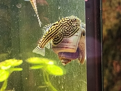 Reticulated Hillstream Loach photo 1