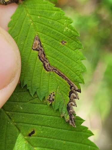 Stigmella apicialbella photo 5