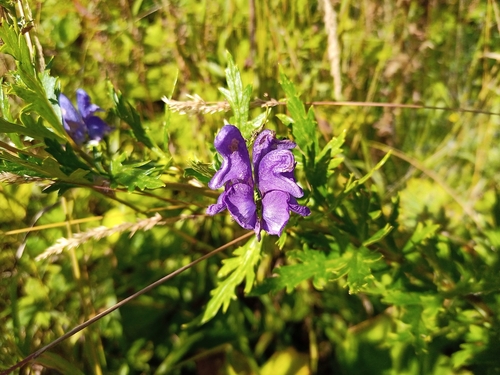prilbica tuhá (Aconitum napellus)
