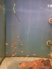 Hyphessobrycon amandae