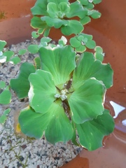 Pistia
