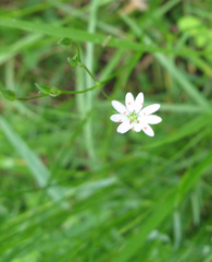 Stellaria graminea